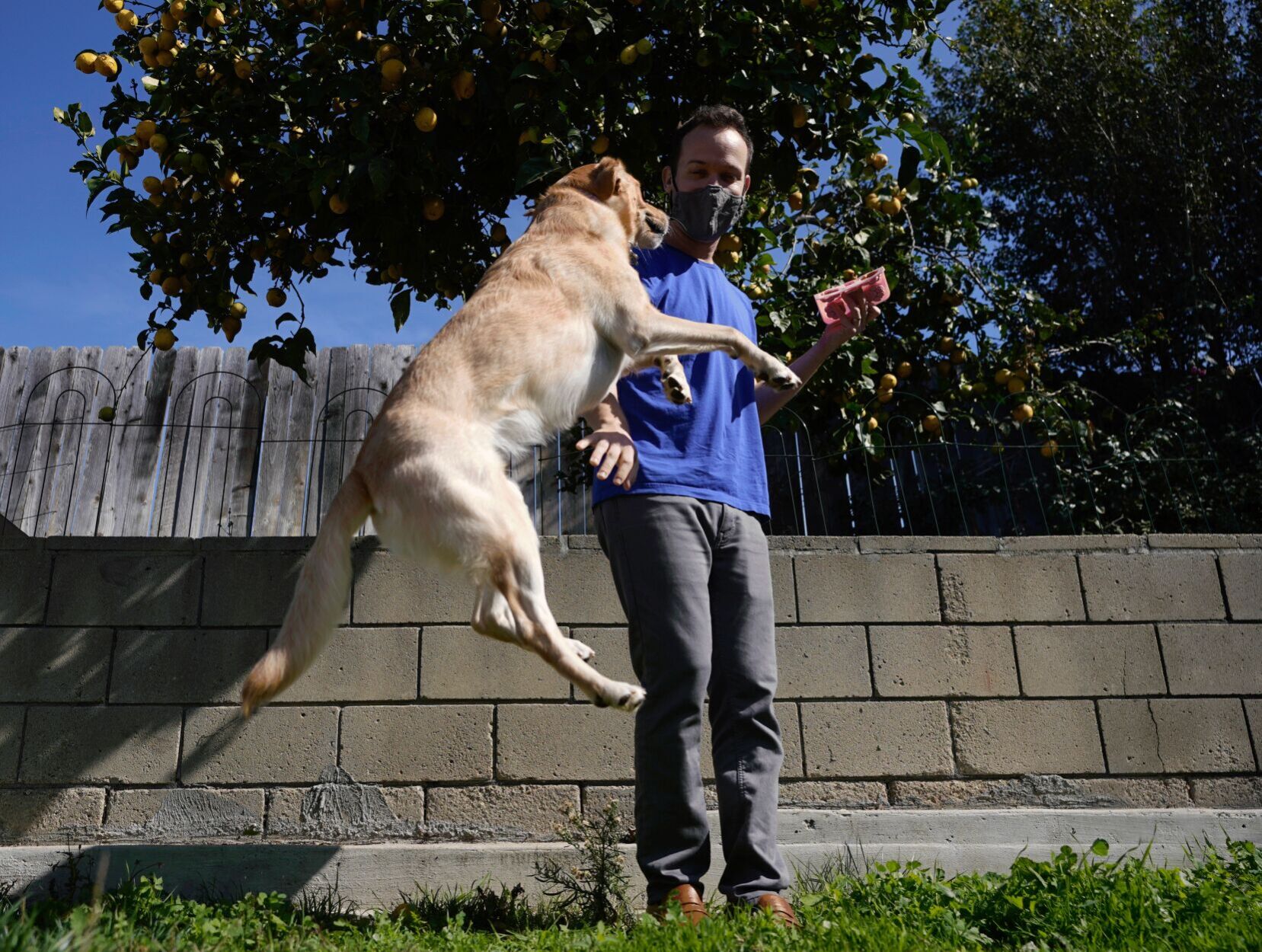 Dogs and health